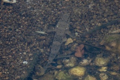 Glossogobius olivaceus