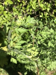 Chaerophyllum temulum