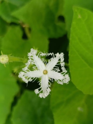 Trichosanthes cucumerina, photograph 1