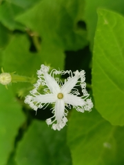 Trichosanthes cucumerina