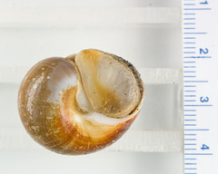 Cryptonatica affinis