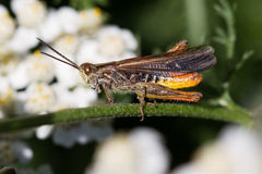 Chorthippus eisentrauti