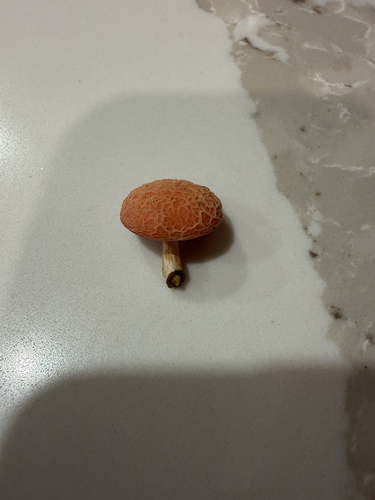 Rhodotus reticeps