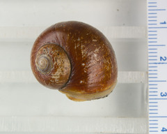 Cryptonatica affinis