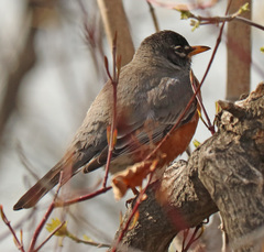 Turdus migratorius