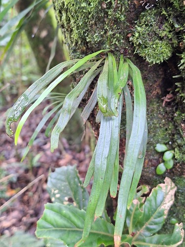 Haplopteris flexuosa observed 2026-08-23