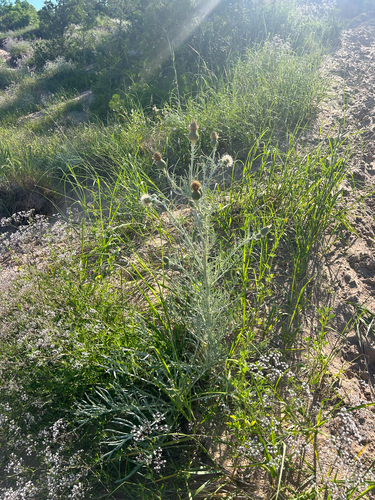 Cirsium pitcheri, photograph 6