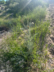 Cirsium pitcheri, photograph (c) Bethany Dennis, some rights reserved (CC BY)