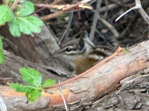 Colorado Chipmunk observed by hdz17