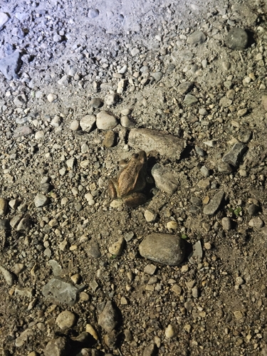 Wood Frog