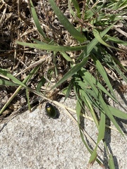 Chrysolina auripennis