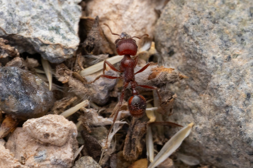 Pogonomyrmex apache