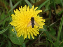 Anasimyia bilinearis