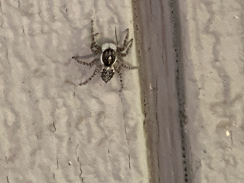 Half-edged Wall Jumping Spider