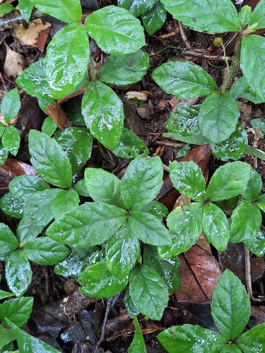 Ardisia pusilla observed 2026-08-23