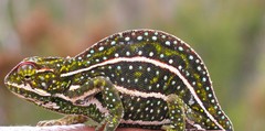 Furcifer campani