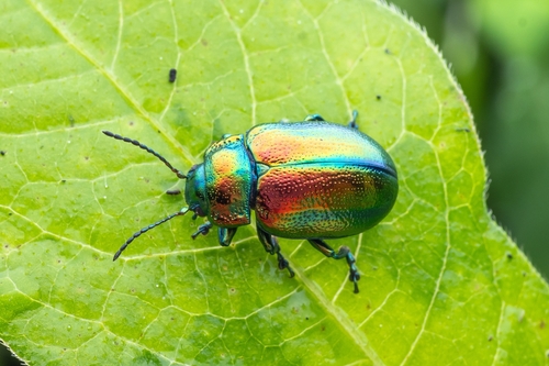 Chrysolina graminis auralia