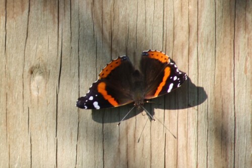 Red Admiral