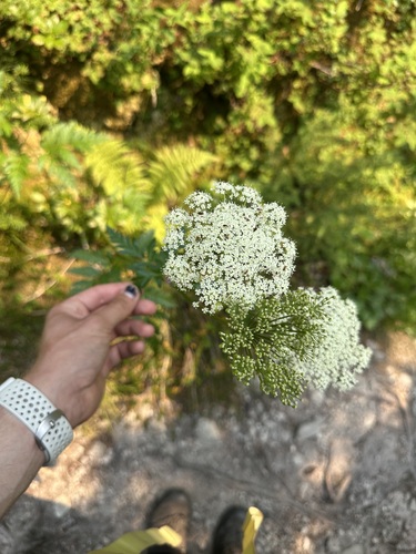 Ligusticum canbyi observed 2026-08-21