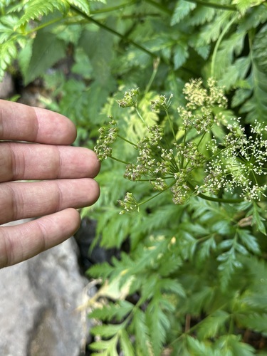 Ligusticum canbyi observed 2026-08-21