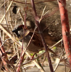 Passer domesticus