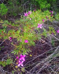 Boronia rivularis