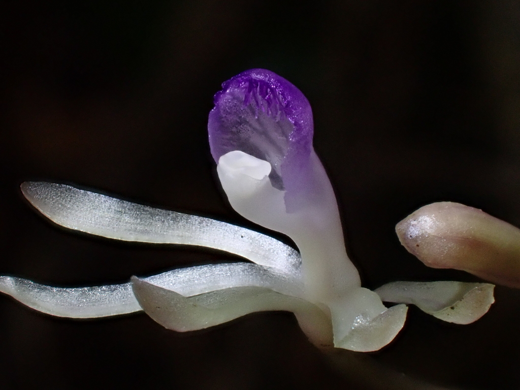 Lecanorchis taiwaniana