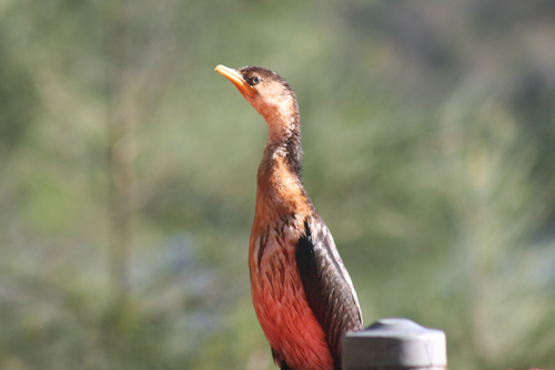 Reed Cormorant