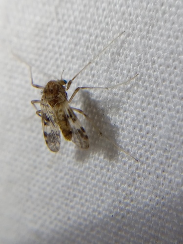 Psectrotanypus dyari