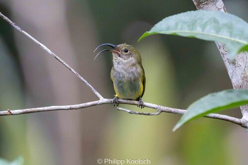 iNaturalist image