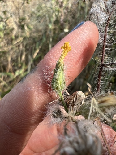 Hieracium scouleri, 2026-08-24