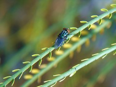 Cochliomyia