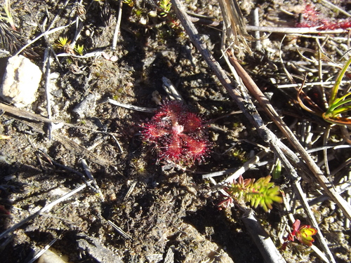 Image of Drosera venusta by no rights reserved