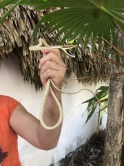 Oxybelis potosiensis