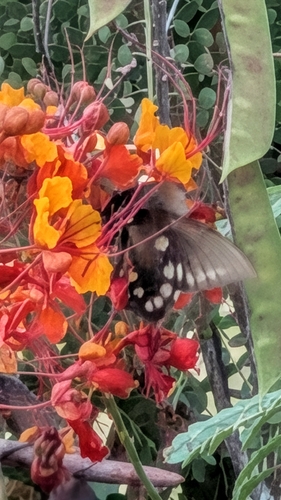 Pipevine Swallowtail