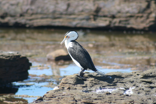 Pied Cormorant