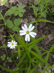 Rabelera holostea