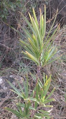 Gomphocarpus fruticosus