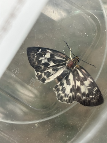 Magpie Flat