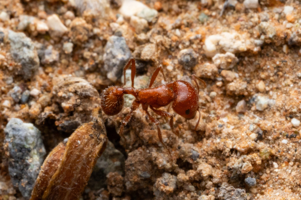 Big Bend Harvester Ant