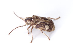 Ptinomorphus imperialis