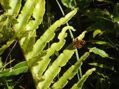 Metisella metis