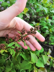 Syringa vulgaris