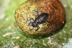 Heliogomphus scorpio