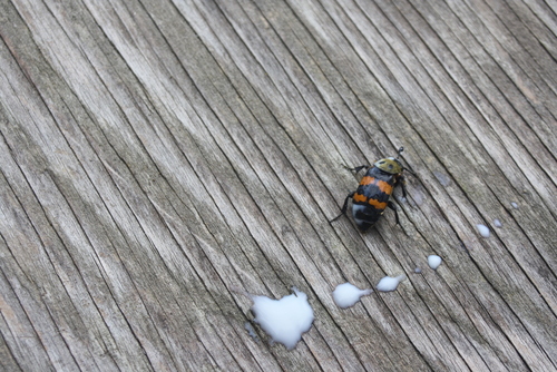 Tomentose Burying Beetle