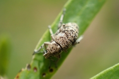 Colecerus marmoratus