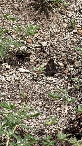 iNaturalist observation photo of Ladies, Anglewings, and Allies