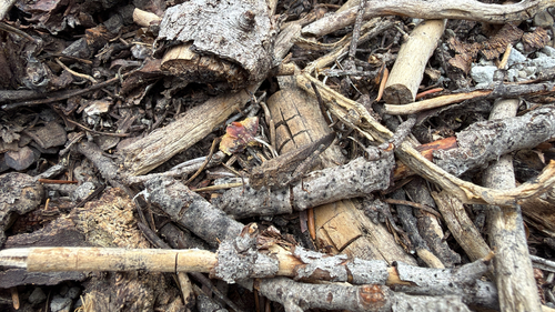 iNaturalist observation photo of Crackling Forest Grasshopper