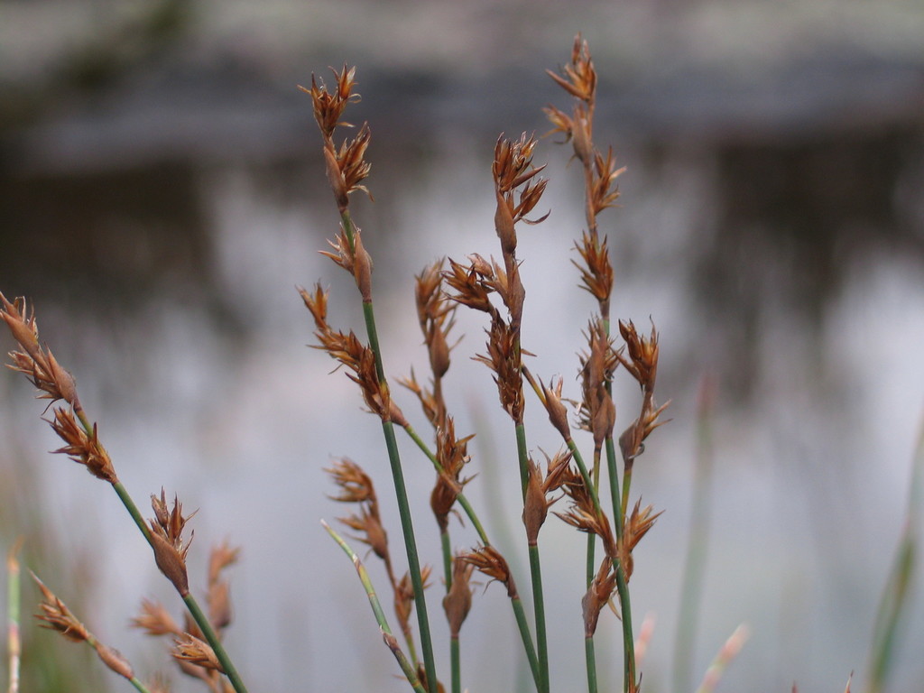 Tropical Flatreed