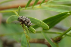 Colecerus marmoratus